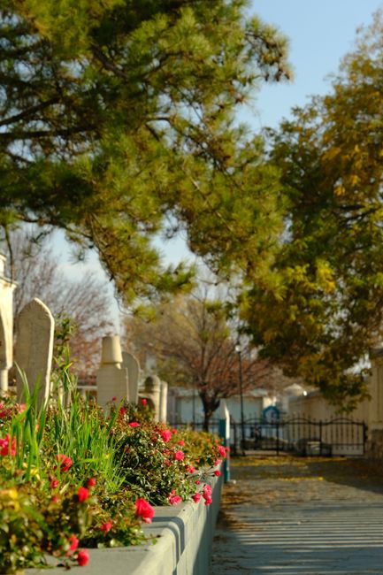 A section of garden border planting along a paved pathway at Brompton Cemetery, featuring vibrant pink and red flowering plants in white rectangular containers, with lush green foliage. Behind the border, there are well-maintained lawns with trimmed grass, and a tall, mature pine tree with textured, needle-like leaves stretching overhead. In the background, there are historic tombstones and grave markers made of light-colored stone, set amidst the landscape. The scene is illuminated by natural daylight, casting soft shadows and highlighting the textures of the flowering plants and the soil in the flower beds. The pathway appears clean and is bordered by a decorative black metal fence further in the distance, indicating careful garden maintenance by local gardeners from Gardeners Brompton, aligning with the theme of landscaping work and outdoor upkeep in this peaceful cemetery setting.