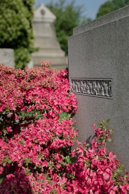 A section of garden border planting along a paved pathway at Brompton Cemetery, featuring vibrant pink and red flowering plants in white rectangular containers, with lush green foliage. Behind the border, there are well-maintained lawns with trimmed grass, and a tall, mature pine tree with textured, needle-like leaves stretching overhead. In the background, there are historic tombstones and grave markers made of light-colored stone, set amidst the landscape. The scene is illuminated by natural daylight, casting soft shadows and highlighting the textures of the flowering plants and the soil in the flower beds. The pathway appears clean and is bordered by a decorative black metal fence further in the distance, indicating careful garden maintenance by local gardeners from Gardeners Brompton, aligning with the theme of landscaping work and outdoor upkeep in this peaceful cemetery setting.