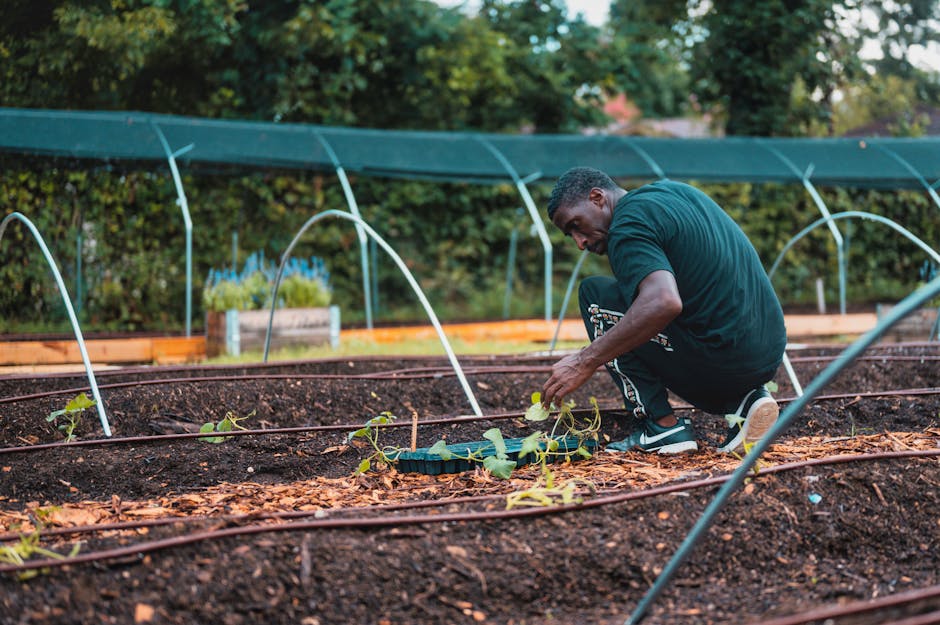 A man engaged in garden maintenance on a neatly arranged garden bed, planting young green seedlings into rich, dark soil bordered by orange wood mulch. He is crouched down, wearing a dark green t-shirt and patterned pants, carefully tending to the plants with his hands. Surrounding him are several curved metal plant supports arching over the bed, and a protective green shade cloth stretched above. In the background, lush trees and shrubs provide a natural backdrop, with soft daylight illuminating the scene, emphasizing the textures of wet soil, leafy plants, and freshly trimmed edges. This outdoor space demonstrates active gardening work typical of landscaping or lawn care, with tools and plant arrangements indicating ongoing garden upkeep. The setting aligns with the services offered by Gardeners Brompton, dedicated to professional gardening and outdoor maintenance.